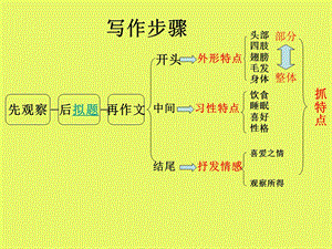 作文《菊花》课件.ppt