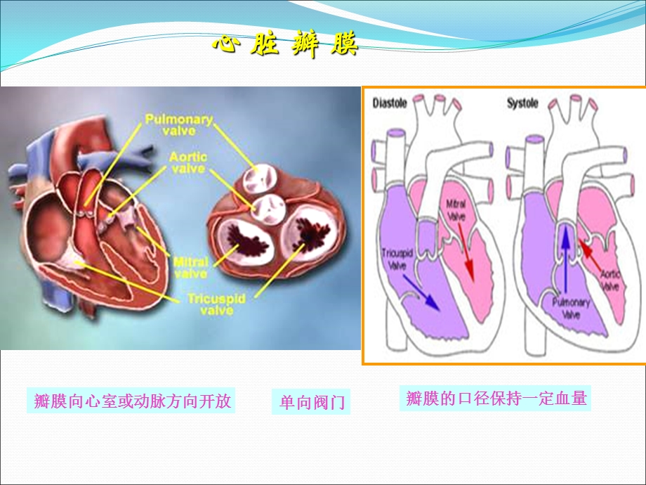 心脏瓣膜病第八版PPT课件.ppt_第2页