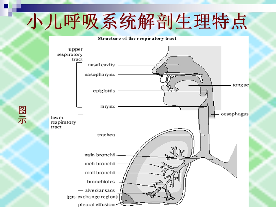 小儿呼吸道解剖与急性上呼吸道感染(AUR)_《儿科学》PPT课件.ppt_第2页