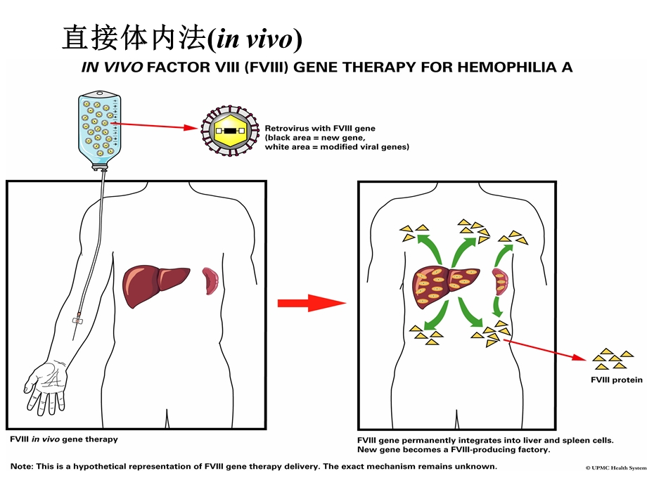 病毒载体应用于基因治疗课件.ppt_第3页