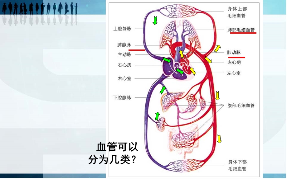 北师大版七年级生物血液循环(第一课时)课件.ppt_第3页