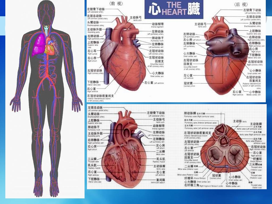 循环系统影像学课件.pptx_第2页