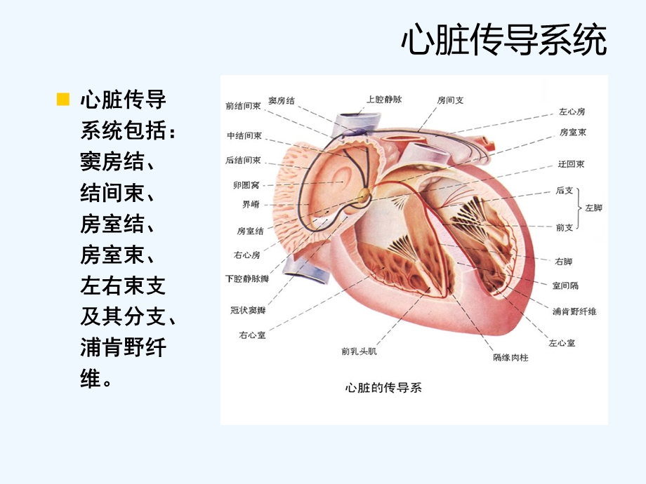 房室传导阻滞教学查房课件.ppt_第2页