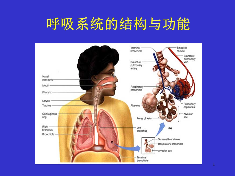 呼吸生理课件.ppt_第1页