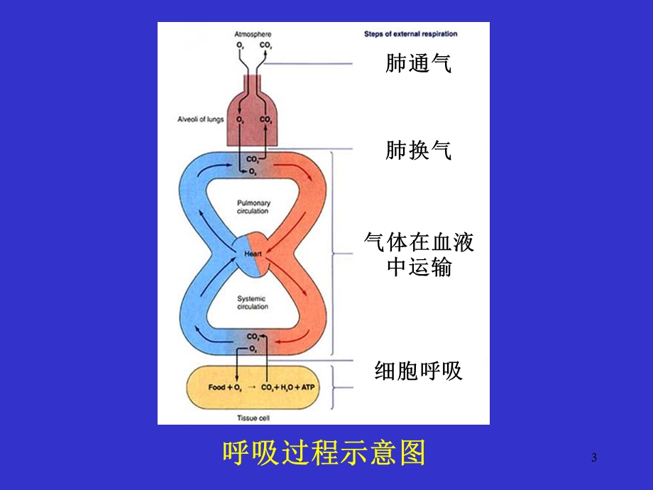 呼吸生理课件.ppt_第3页