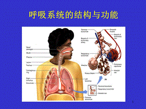 呼吸生理课件.ppt