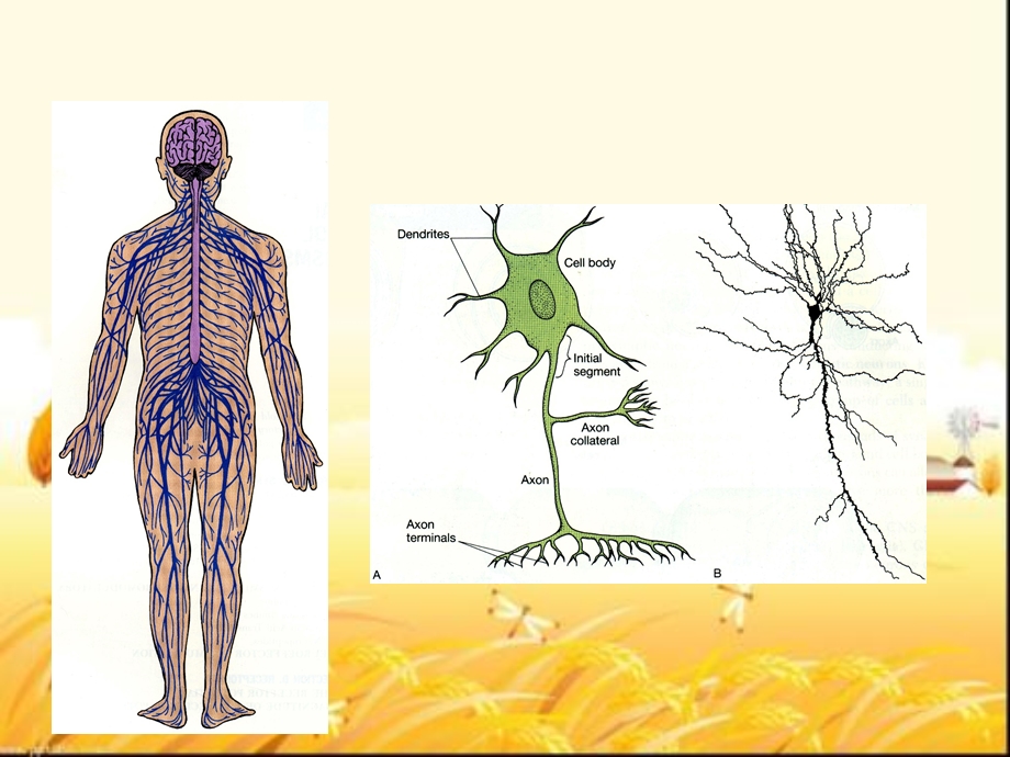 《生理学》神经系统.ppt_第3页