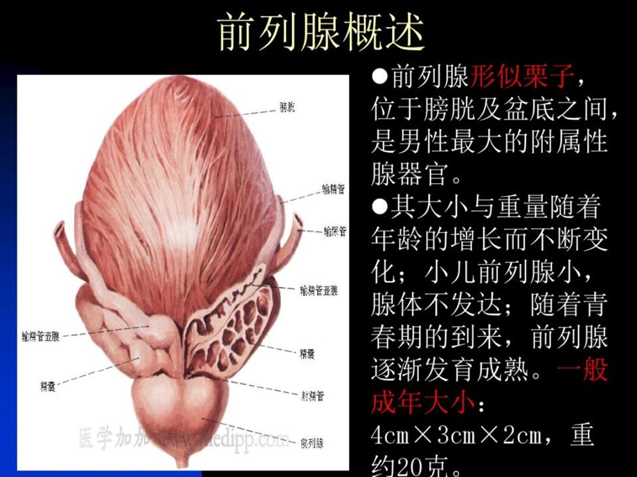 前列腺课件.pptx_第2页