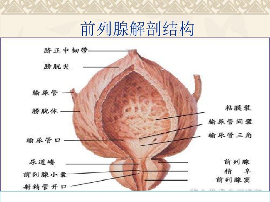 前列腺课件.pptx_第3页