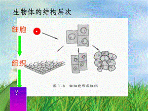 生物体的器官、系统-课件-北师大版.ppt