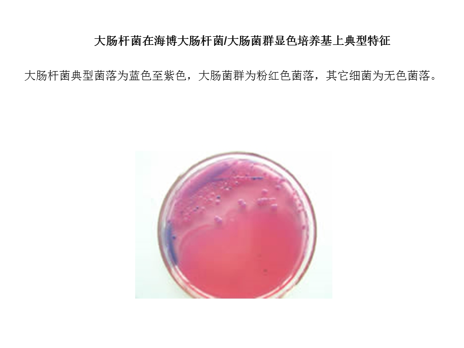 微生物图片课件.ppt_第2页