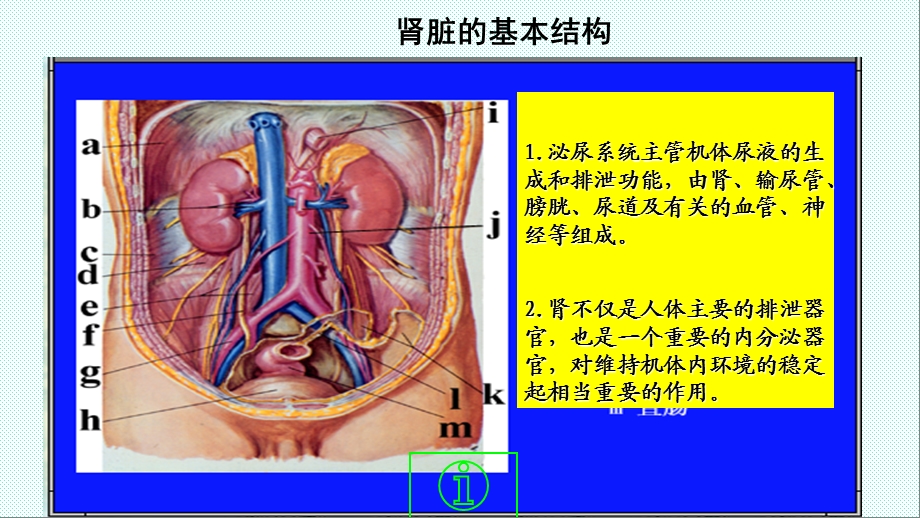 内科学泌尿系统疾病总论课件.ppt_第3页