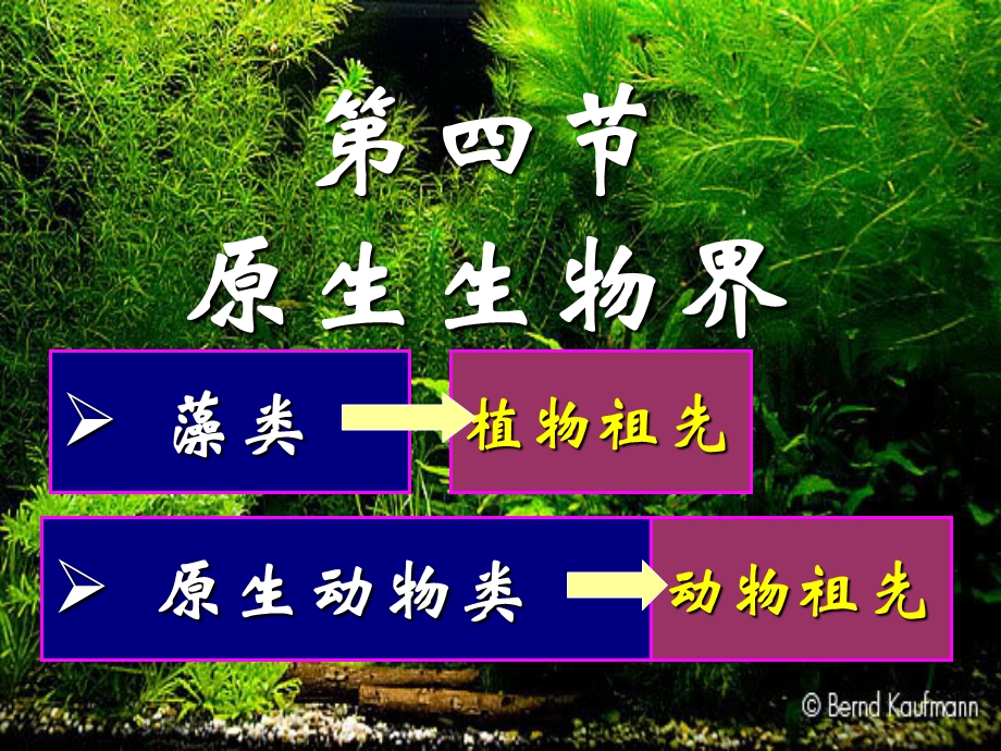 原生生物界课件-北京版.ppt_第2页