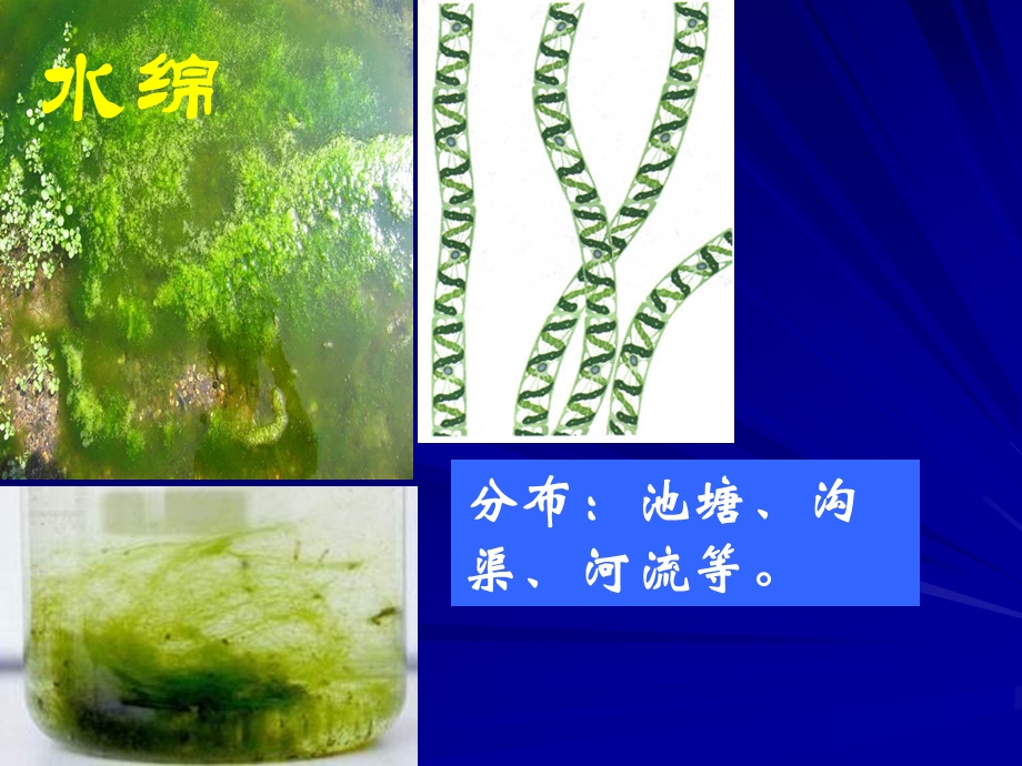 原生生物界课件-北京版.ppt_第3页