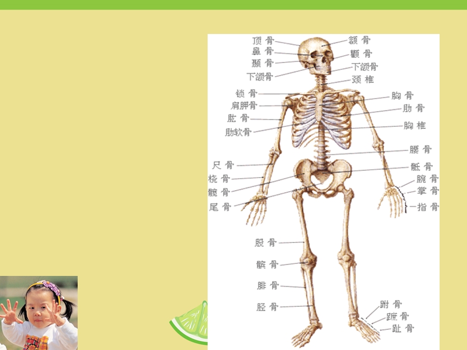 学前儿童卫生保健课件.ppt_第3页