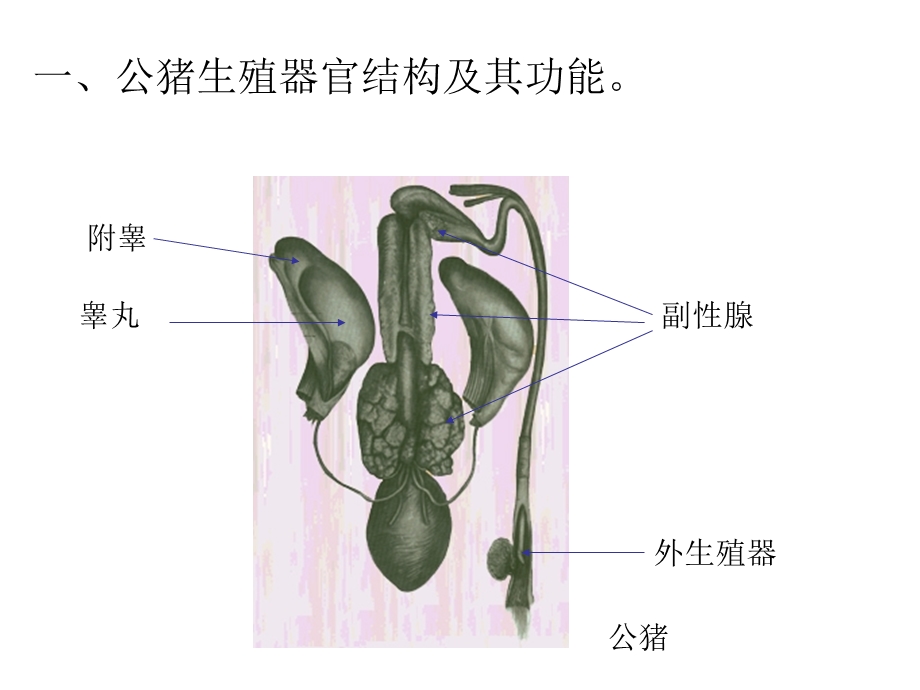 公母猪生殖器官解剖结构及其功能课件.ppt_第2页