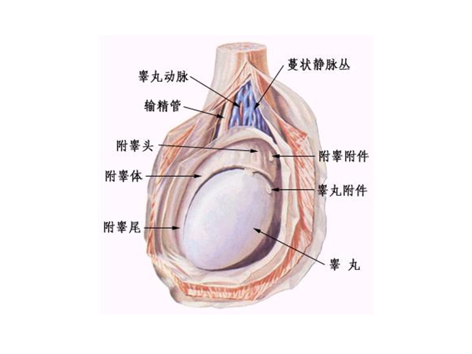 公母猪生殖器官解剖结构及其功能课件.ppt_第3页