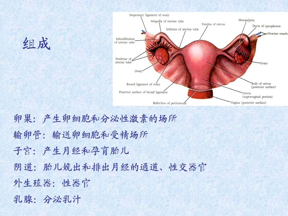 女性生殖系统课件.pptx_第2页