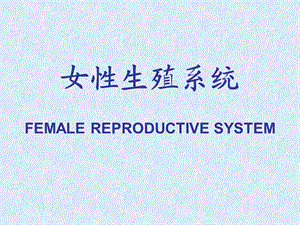 女性生殖系统课件.pptx