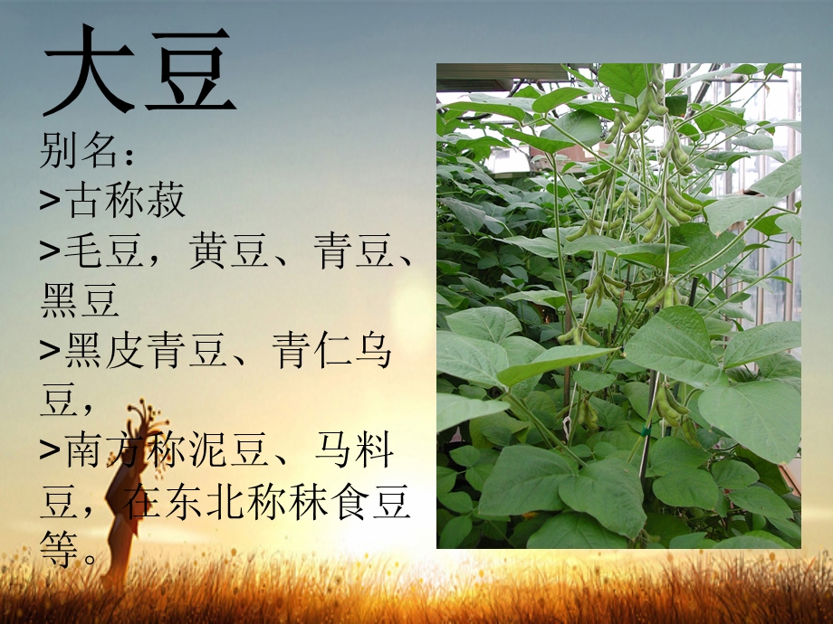 大豆介绍课件.ppt_第3页