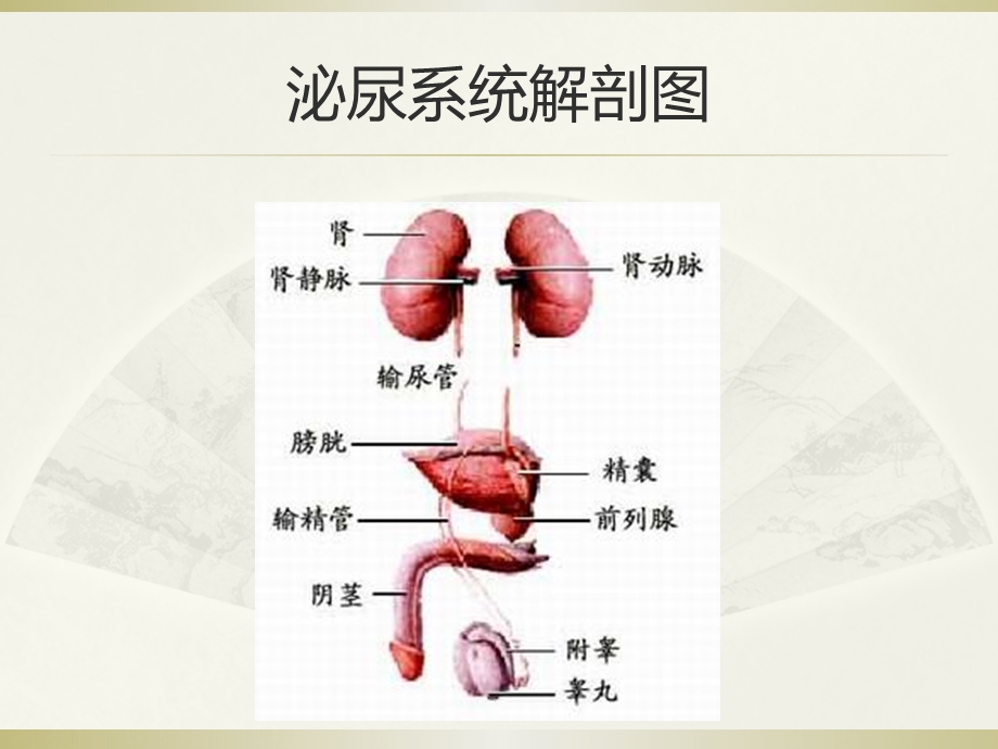 肾上腺疾病的治疗及护理课件.ppt_第3页