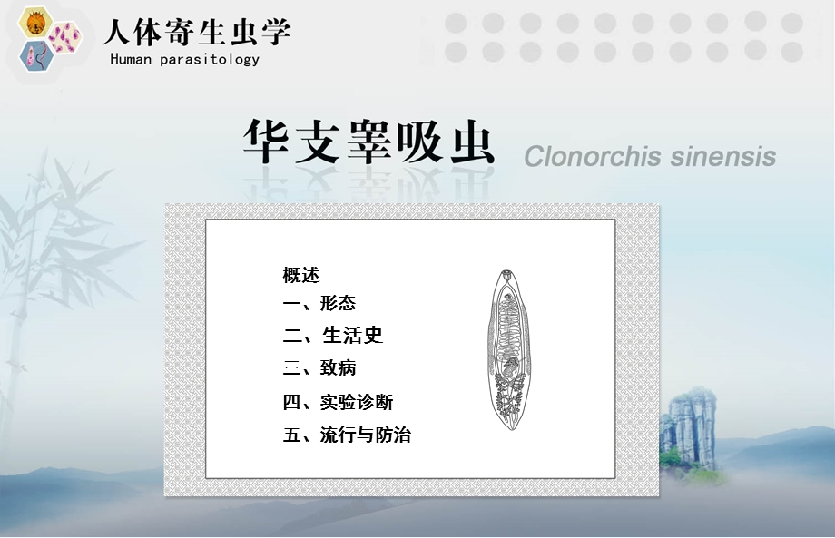 华支睾吸虫(肝吸虫)课件.ppt_第3页