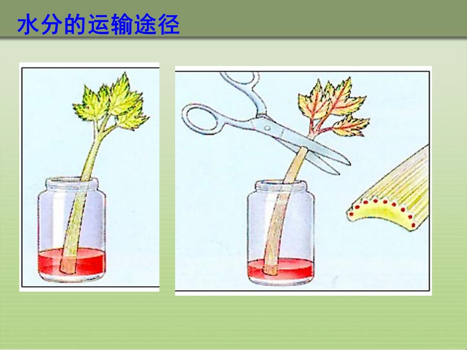 绿色植物与生物圈的水循环-课件.ppt_第3页