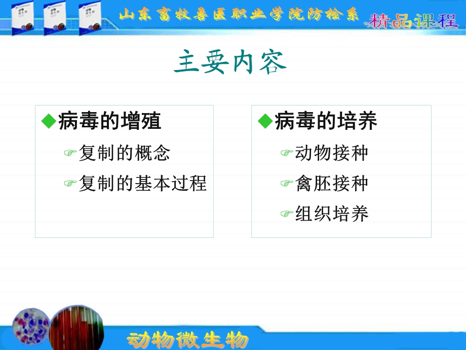 动物微生物--病毒的增殖和培养课件.ppt_第3页