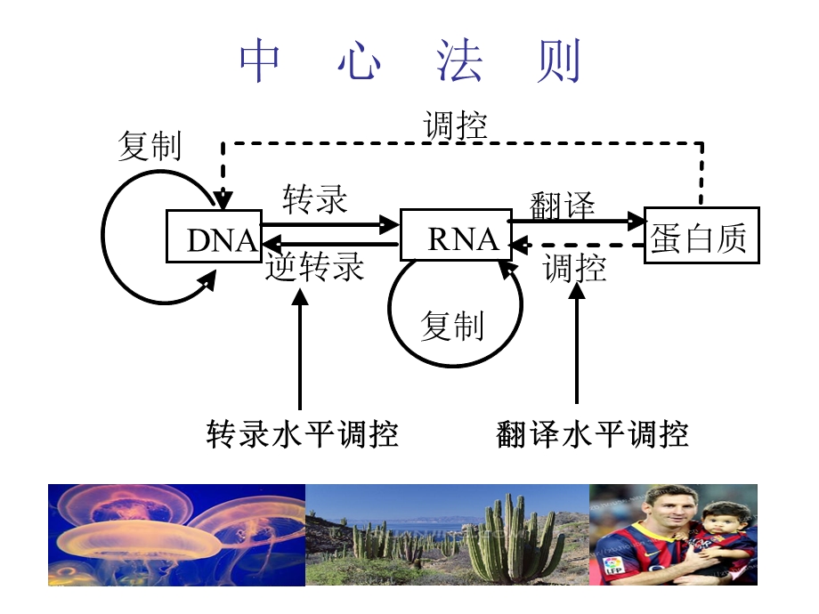 化学合成生物学课件.ppt_第3页