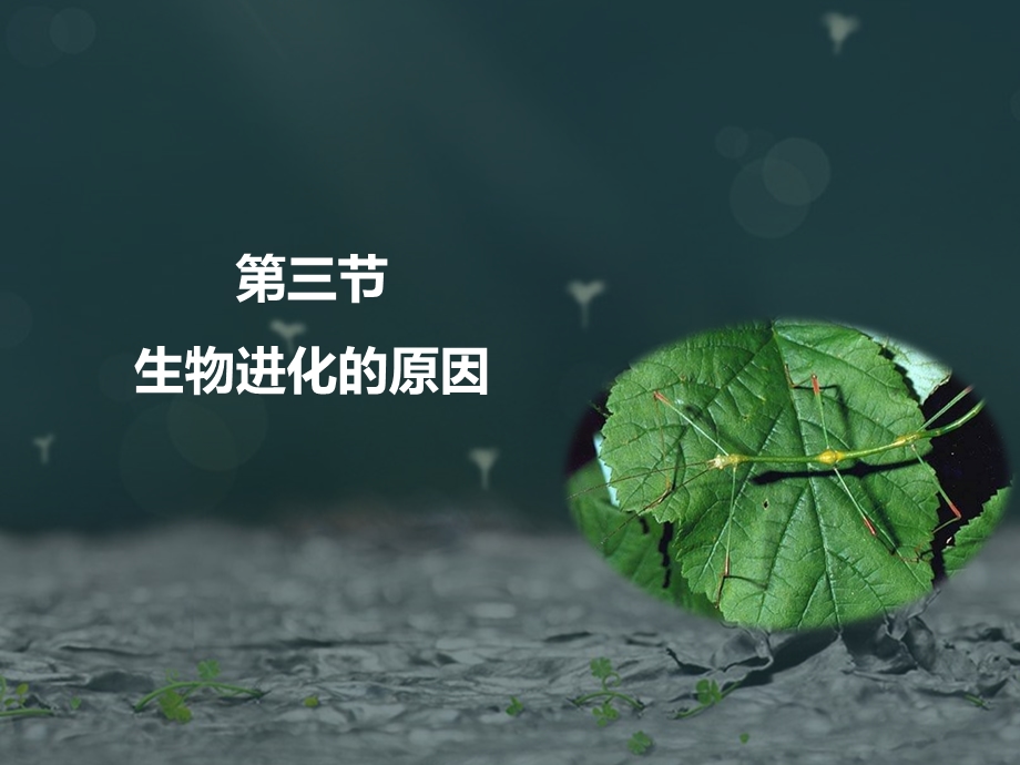 《生物进化的原因》课件.ppt_第1页