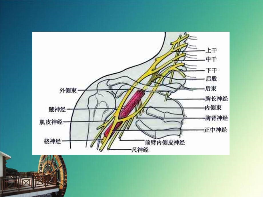 周围神经损伤的护理ppt课件.ppt_第3页