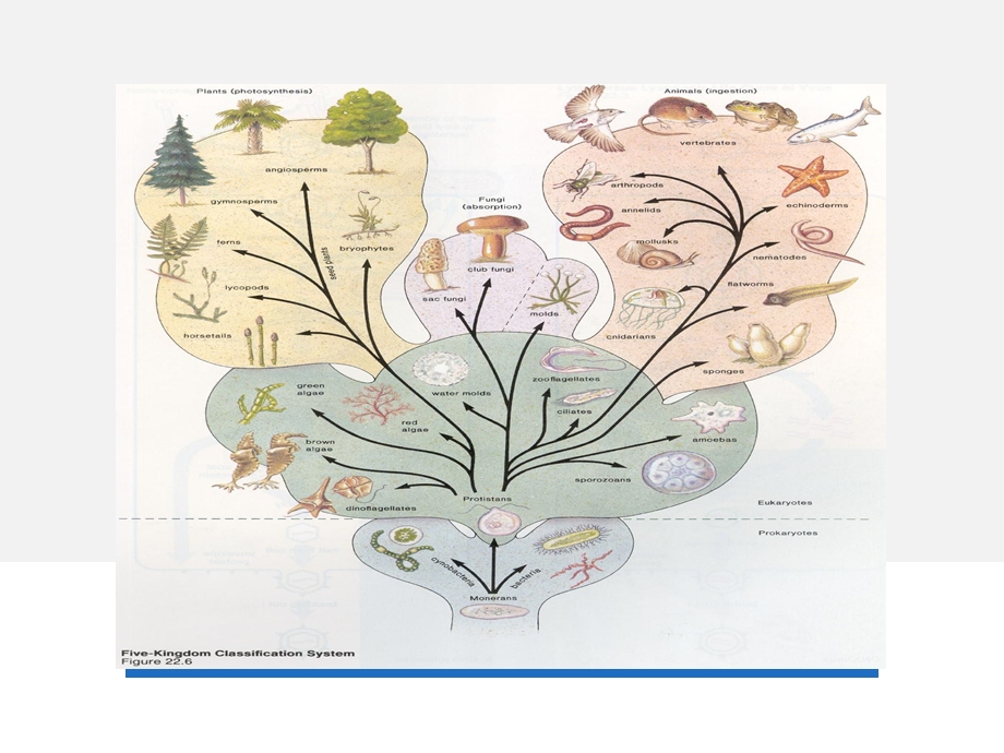 动物流行病学调查课件.ppt_第2页