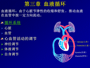 动物生理学—血液循环课件.ppt