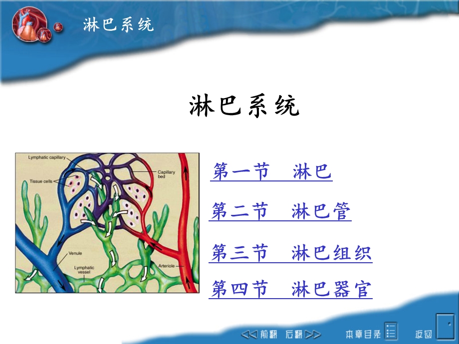 畜禽解剖学之淋巴系统ppt课件.ppt_第1页