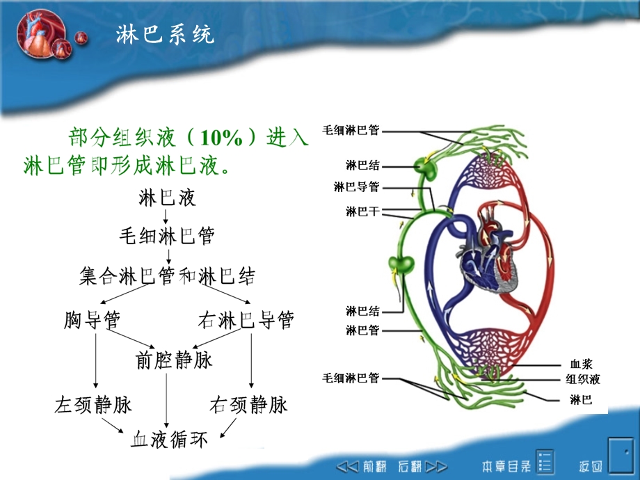 畜禽解剖学之淋巴系统ppt课件.ppt_第2页