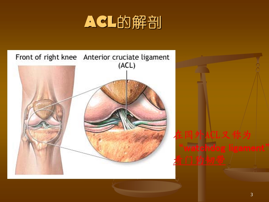 前交叉韧带ACL损伤后的康复课件.ppt_第3页