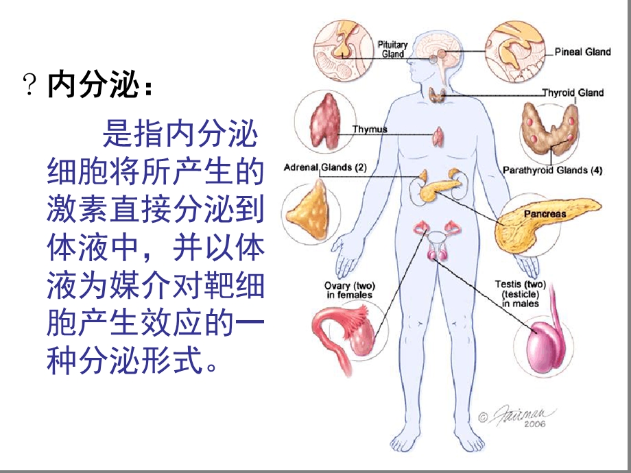 内分泌系统疾病基础-课件.ppt_第2页