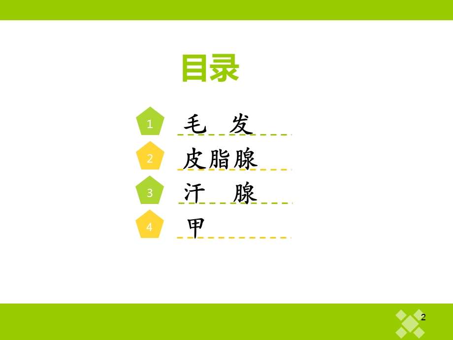 皮肤附属器及疾病课件.ppt_第2页