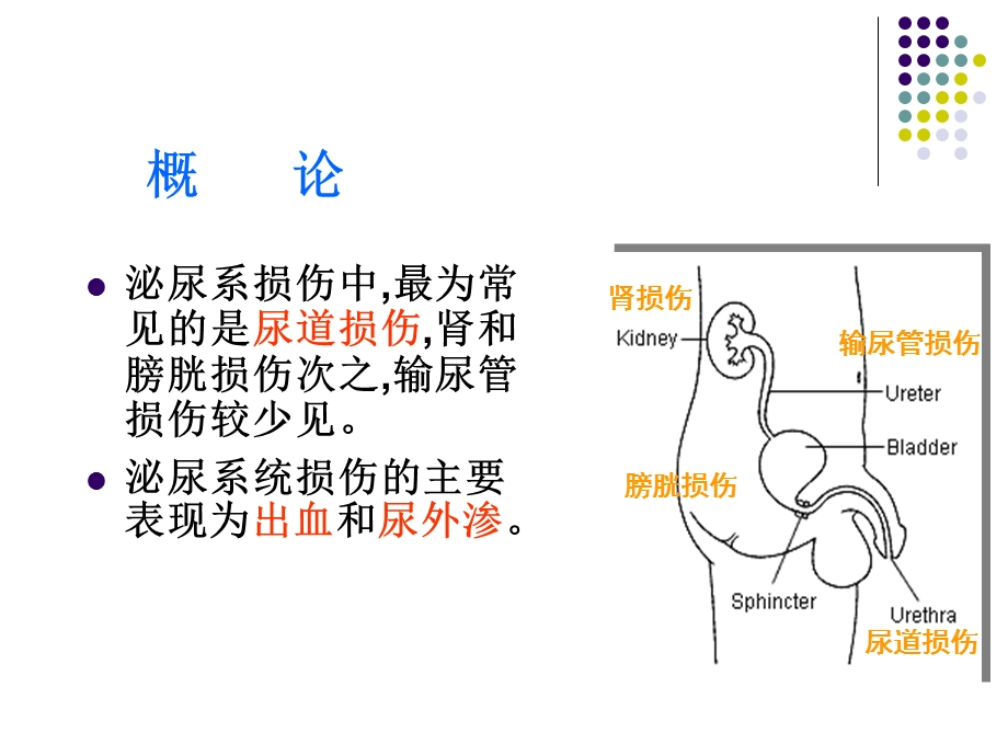 外科护理学课程-ppt课件-28泌尿系损伤.ppt_第3页