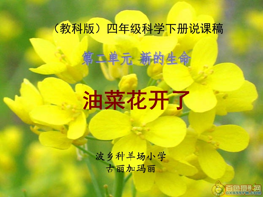 四年级科学下册《油菜花开了》说课稿课件.ppt_第1页