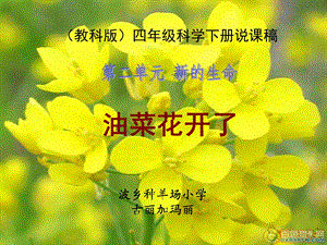 四年级科学下册《油菜花开了》说课稿课件.ppt