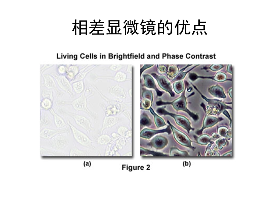 相差显微镜课件.ppt_第2页