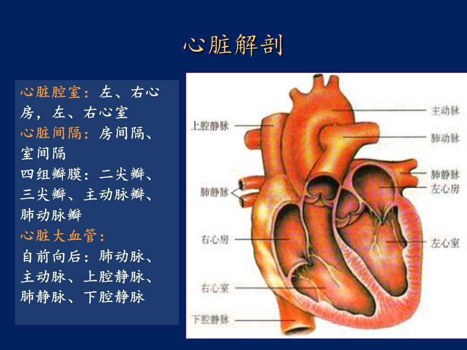 心脏解剖课件.pptx_第3页