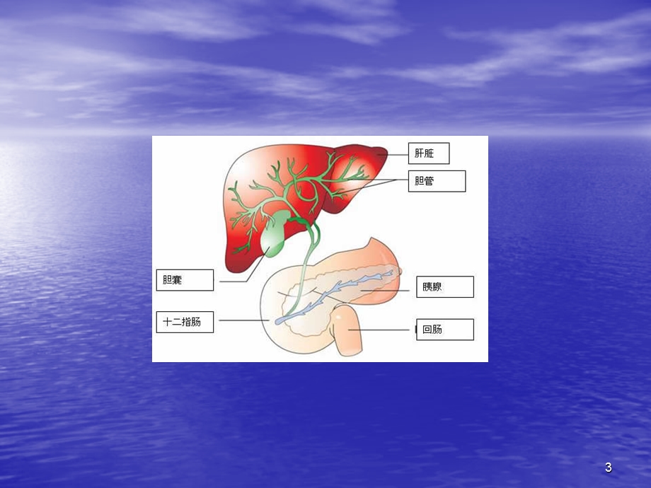 肝内胆管结石课件.ppt_第3页