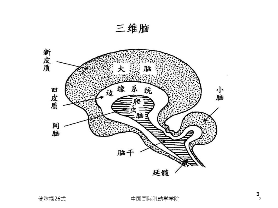 健脑操26式-PPT剖析课件.ppt_第3页