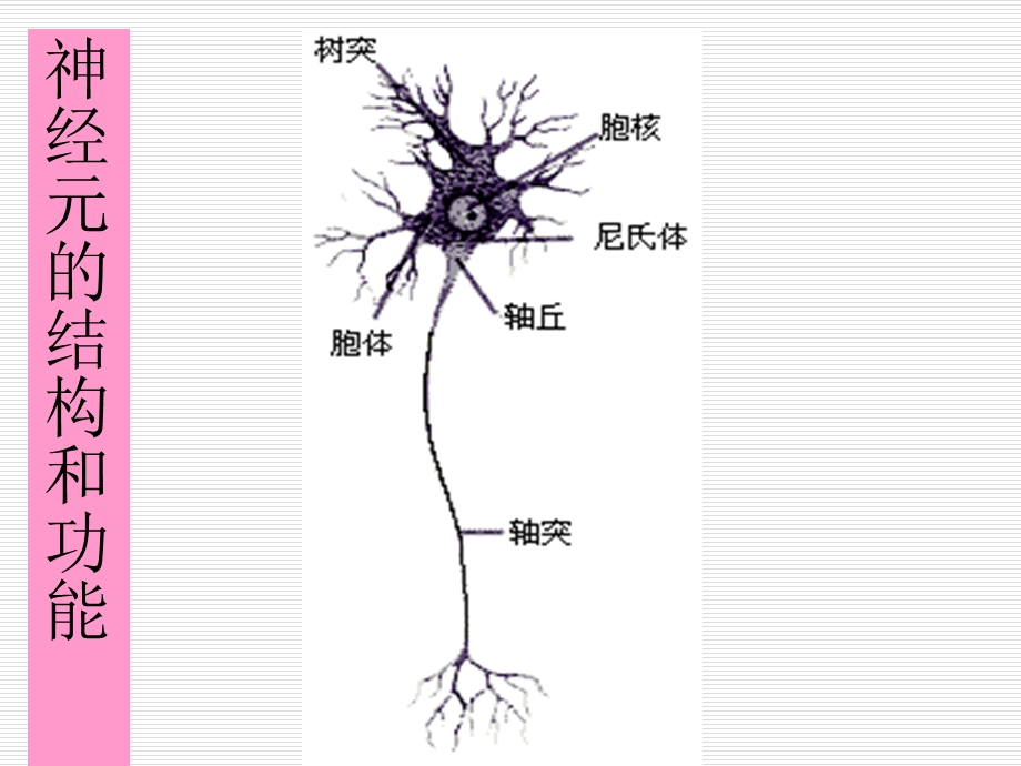 康复治疗的理论基础--神经功能恢复的课件.ppt_第2页