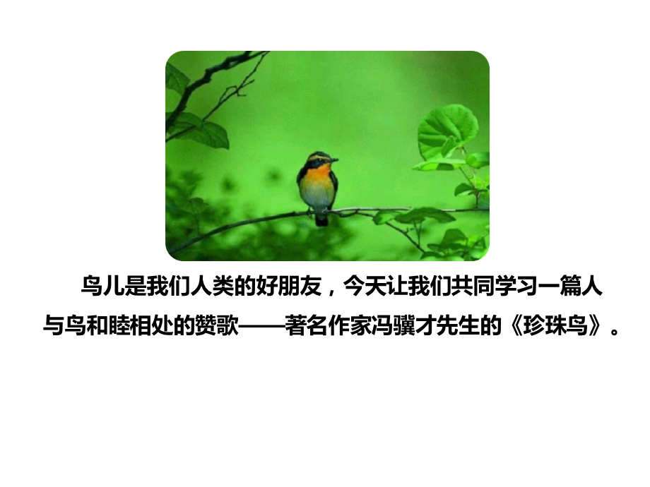 《珍珠鸟》课件部编版.ppt_第3页