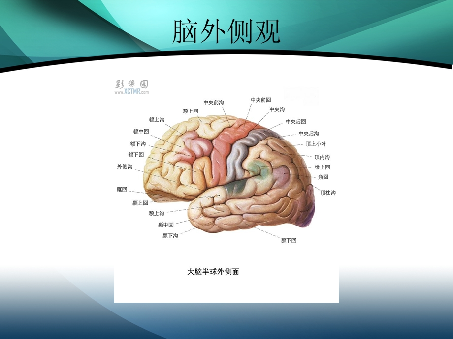 中枢神经系统解剖与功能课件.ppt_第3页