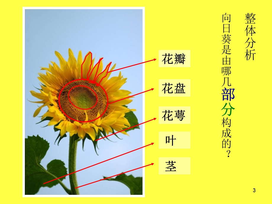 二年级美术向日葵课件.ppt_第3页