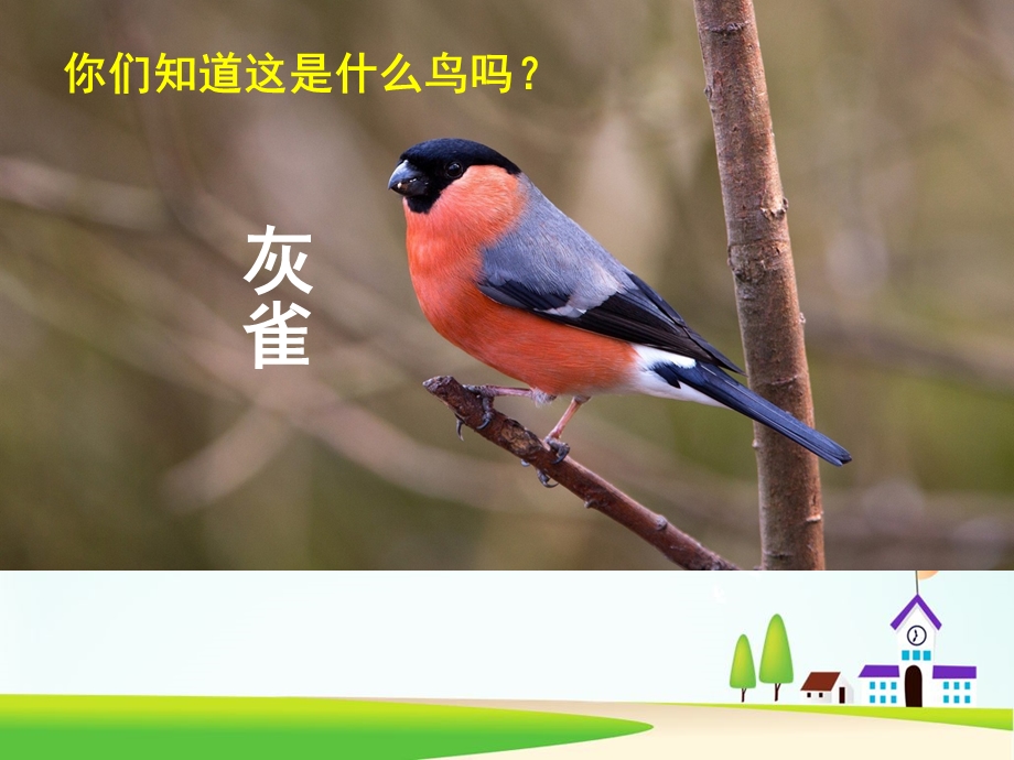 《灰雀》课件部编版.ppt_第1页